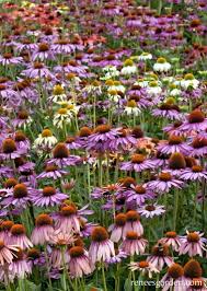 Image result for Echinacea Lustre hybrids
