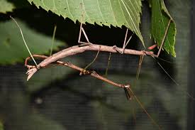 Attēlu rezultāti vaicājumam “Comatricha fragilis stalked”