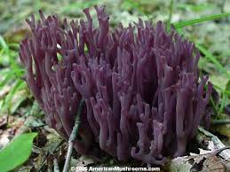 Attēlu rezultāti vaicājumam “Clavulina amethystina”