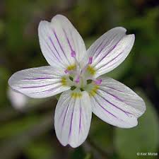 Attēlu rezultāti vaicājumam “Claytonia sibirica flower”