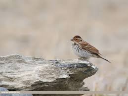 Image result for Emberiza pusilla