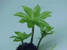 Attēlu rezultāti vaicājumam “Rhodobryum roseum”