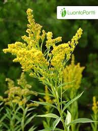 Attēlu rezultāti vaicājumam “Solidago canadensis flower”
