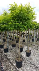 Attēlu rezultāti vaicājumam “Robinia”