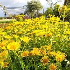 Attēlu rezultāti vaicājumam “Inula britannica”