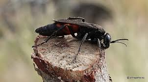 Attēlu rezultāti vaicājumam “Anoplius viaticus”