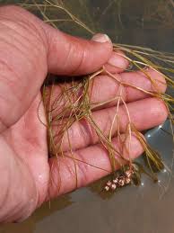 Attēlu rezultāti vaicājumam “Stuckenia filiformis bud”