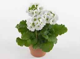 Image result for Primula obconica