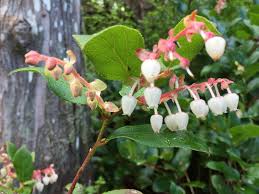 Attēlu rezultāti vaicājumam “Gaultheria cuneata”