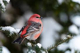 Image result for Pinicola enucleator