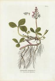 Attēlu rezultāti vaicājumam “Menyanthes trifoliata”