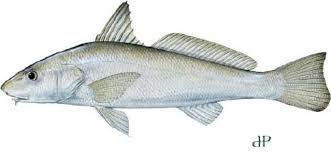 Image result for Menticirrhus littoralis