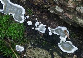 Attēlu rezultāti vaicājumam “Kretzschmaria deusta”