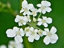 Attēlu rezultāti vaicājumam “Anthriscus sylvestris flower”