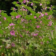 Image result for Malva sylvestris var. mauritiana