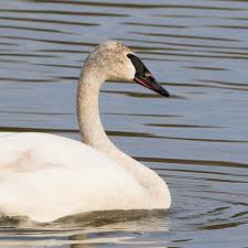 Image result for South Yorkshire Swans
