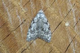 Attēlu rezultāti vaicājumam “Nola confusalis”