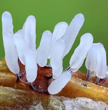 Attēlu rezultāti vaicājumam “Stemonitopsis typhina”