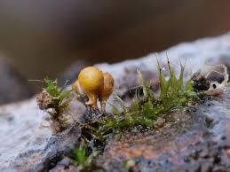 Attēlu rezultāti vaicājumam “Hemitrichia calyculata young”