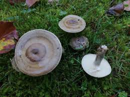 Attēlu rezultāti vaicājumam “Lactarius lygniotus”