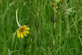 Attēlu rezultāti vaicājumam “Tragopogon pratensis subsp. pratensis leaf”