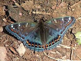 Attēlu rezultāti vaicājumam “Limenitis populi upperside”