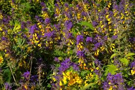 Attēlu rezultāti vaicājumam “Melampyrum nemorosum leaf”