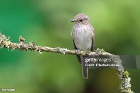 Attēlu rezultāti vaicājumam “Muscicapa striata adult”