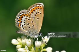 Attēlu rezultāti vaicājumam “Plebejus idas”