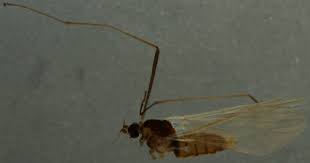 Attēlu rezultāti vaicājumam “Trichia alpina macro”