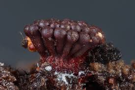 Attēlu rezultāti vaicājumam “Metatrichia vesparia spores”