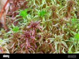 Attēlu rezultāti vaicājumam “Sphagnum warnstorfii”