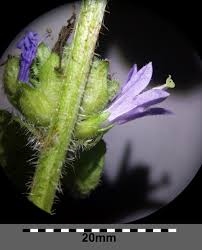 Attēlu rezultāti vaicājumam “Campanula cervicaria bud”