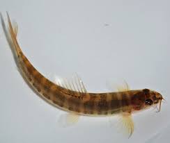 Attēlu rezultāti vaicājumam “Hemitrichia leiotricha macro”