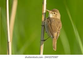 Attēlu rezultāti vaicājumam “Acrocephalus dumetorum”