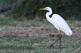 Attēlu rezultāti vaicājumam “Egretta alba adult”