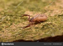 Attēlu rezultāti vaicājumam “Chelifer cancroides”