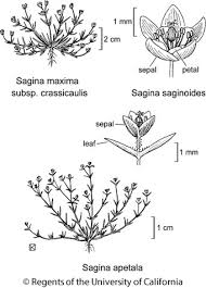 Attēlu rezultāti vaicājumam “Sagina procumbens flower”