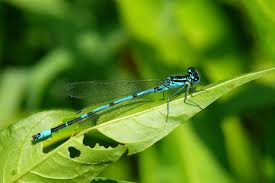 Attēlu rezultāti vaicājumam “Coenagrion pulchellum”
