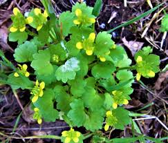 Attēlu rezultāti vaicājumam “Ranunculus sceleratus fruit”
