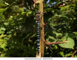 Attēlu rezultāti vaicājumam “Cordulidae”