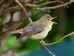 Attēlu rezultāti vaicājumam “Hippolais icterina”