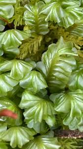 Attēlu rezultāti vaicājumam “Trichocolea tomentella sporophyte”