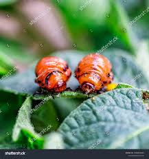 Attēlu rezultāti vaicājumam “Leptinotarsa decemlineata”