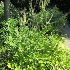 Image result for Silberkerze