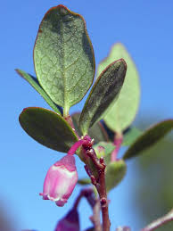 Attēlu rezultāti vaicājumam “Vaccinium uliginosum flower”