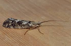 Attēlu rezultāti vaicājumam “Phryganeidae”