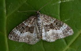 Attēlu rezultāti vaicājumam “Epirrhoe alternata”