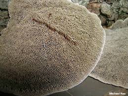 Attēlu rezultāti vaicājumam “Daedaleopsis confragosa”