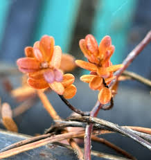 Image result for Leaves Green Bowmen